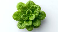 Fresh green lettuce rosette with textured leaves arranged in spiral pattern on white background, isolated food photography for healthy eating concepts.