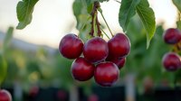 Fresh ripe red cherries hanging on tree branch with green leaves in sunlight, natural organic fruit growing in orchard garden during harvest season.