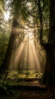 Sunlight streams through towering trees in a misty forest, illuminating moss-covered ground and fallen logs. Use for nature, woodland, and environmental themes.