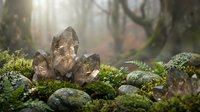 Mystical forest scene with crystal quartz cluster on moss-covered rocks surrounded by ferns and magical sunlight filtering through misty woodland atmosphere.