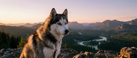Majestic husky dog sitting on mountain peak during golden hour sunset with panoramic wilderness landscape and forest valley below.