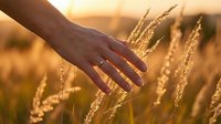 Hand gently touching golden wheat field at sunset with warm light creating peaceful agricultural scene for farming and harvest concepts.