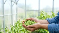 Farmer holding fresh green peas in hands inside greenhouse with plants growing in background, agricultural harvest and organic farming concept.