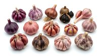 Garlic bulbs in various shades of purple, pink, and brown arranged on white background. Fresh produce for cooking, culinary use, and food styling projects.