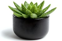 Spotted aloe vera plant in modern black ceramic pot with water drops on white background. Minimalist home decor and houseplant styling.