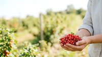 Farmer holding fresh red currants in hands over vineyard field during harvest season, agricultural produce and farming concept.