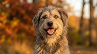 Happy mixed breed dog with tongue out enjoying autumn day in park with colorful fall foliage background. Pet portrait photography for seasonal content.