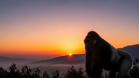 Gorilla silhouette against stunning sunrise over mountain landscape with golden sky and misty valleys for wildlife and nature themed designs.