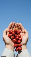 Hands holding fresh red currants against clear blue sky, showcasing organic fruit harvest and healthy eating for nutritional and agricultural content.