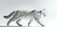 Majestic lynx walking in profile view against white background, detailed black and white wildlife photography showing muscular body and distinctive fur pattern.