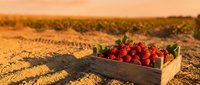 Fresh ripe strawberries in wooden crate on agricultural field during golden hour sunset harvest time for organic farming and healthy food production.