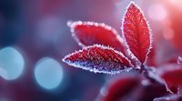 Frost-covered red leaves with delicate ice crystals against blurred bokeh background, capturing winter's first freeze in nature.