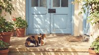 Cat resting on sunny doorstep with blue wooden door and potted plants creating peaceful Mediterranean home entrance scene.