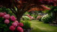Tranquil garden landscape with vibrant pink hydrangeas, lush green lawn, and Japanese maple tree creating serene atmosphere for outdoor relaxation.