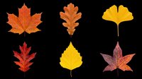 Autumn leaves collection featuring six isolated fall foliage designs in vibrant orange, red, and yellow tones. Transparent background, ready for t-shirts, clipart, stickers, sublimation, and print-on-demand projects.