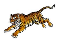 Aggressive tiger leaping forward with mouth open, isolated on white background, suitable for clipart, t-shirt designs, and graphic applications.