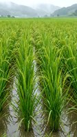 Lush green rice paddy field with young rice plants growing in flooded terraces surrounded by misty mountains and hills in rural agricultural landscape.