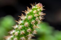 Extreme close-up macro photography of green cactus with sharp spines and thorns against dark background. Natural desert plant detail showing protective spikes.