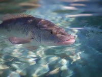 Large pink snapper swimming in clear turquoise water with sunlight reflections creating rippling patterns, close-up view showing detailed scales and fins.
