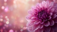 Pink dahlia flower in close-up with soft petals against blurred bokeh background in purple and pink tones.