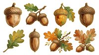 Acorns and oak leaves in various stages of autumn ripeness, isolated on white background. Suitable for fall designs, educational materials, and seasonal graphics.