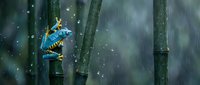 Blue poison dart frog climbing bamboo stalks in misty rainforest with water droplets creating atmospheric jungle scene for nature and wildlife designs.
