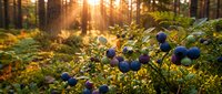 Wild blueberries growing in forest during golden hour sunrise with warm sunlight filtering through trees creating magical woodland atmosphere.