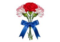 Red and pink carnation flowers with green stems tied with blue ribbon bow, isolated on white background for greeting cards, floral arrangements, Mother's Day, Valentine's Day designs and celebrations.