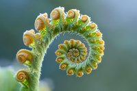 Spiral fern frond unfurling in spring, showing delicate yellow and green patterns with morning dew drops against soft bokeh background. Nature macro photography.