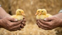Two yellow ducklings held in weathered hands against a blurred natural background, representing care, nurturing, and wildlife handling for agricultural or educational content.