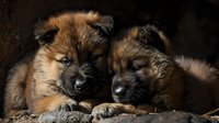 Two adorable fluffy brown puppies with dark muzzles resting close together against dark background, creating warm and intimate pet portrait.