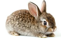 Adorable brown and white baby bunny rabbit with spotted fur pattern on isolated white background, suitable for greeting cards and holiday designs.