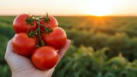 Fresh ripe tomatoes on vine held in hand at sunset over agricultural field. Organic farming harvest concept for healthy eating and sustainable agriculture.