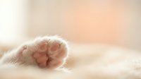 Soft fluffy white cat paw with pink pads resting on warm surface in gentle natural light creating peaceful cozy atmosphere for pet care and animal wellness content.