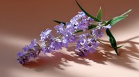 Delicate purple lilac branch with fresh green leaves casting soft shadows on dusty rose background, creating romantic spring mood for floral design and decoration.