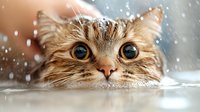 Curious fluffy cat with big blue eyes peering over edge while snowflakes fall, creating magical winter mood. Close up portrait shows whiskers and fur details.