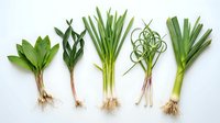 Fresh green vegetables with roots arranged in row showing natural organic produce for healthy cooking and nutrition concepts.