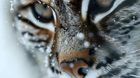 Close-up of tabby cat nose and whiskers with water droplets, feline drinking or after bath, pet care and hygiene concept for veterinary and animal wellness.
