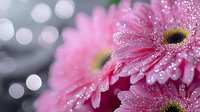 Pink gerbera daisy macro with water drops and bokeh lights in background, fresh spring flower petals covered in morning dew showing natural beauty.