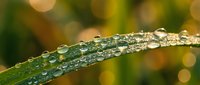 Fresh green grass blade covered with crystal clear morning dew drops creating natural water pearls against soft bokeh background for organic wellness concepts.