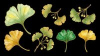 Ginkgo leaves set in green and golden tones, isolated on transparent background. Clipart for t-shirt design, stickers, sublimation, print on demand, and digital crafts.