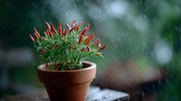 Fresh red chili peppers growing in terracotta pot during rain shower with water drops and bokeh effect in background, natural organic gardening.