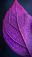 Vibrant purple leaf with detailed vein structure and intricate patterns captured in macro photography against dark background, showing natural geometric patterns.