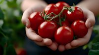 Fresh ripe red tomatoes held in cupped hands showing organic harvest from garden. Healthy vegetables for cooking and nutrition in natural outdoor setting.