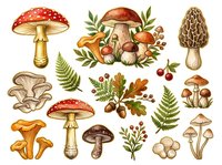 Isolated mushroom and forest plant collection featuring red toadstools, edible varieties, ferns, berries and foliage on white background. Ready for design, clipart and educational use.