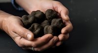 Male hands holding organic soil balls or earth spheres against dark background, representing sustainable agriculture, environmental conservation, and eco-friendly farming practices.