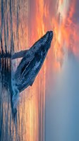 Humpback whale breaching ocean surface during golden sunset with dramatic orange sky reflections on calm water creating stunning marine wildlife moment.