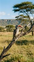 Red-billed hornbill perched on dead tree branch in African savanna landscape with acacia trees and grassland under blue sky for wildlife photography.
