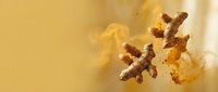 Fresh ginger root with warm golden lighting and soft bokeh background for culinary and wellness applications.