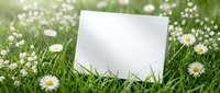 Blank white card mockup in green grass field with small white daisy flowers, natural outdoor setting for spring greeting cards and invitations.